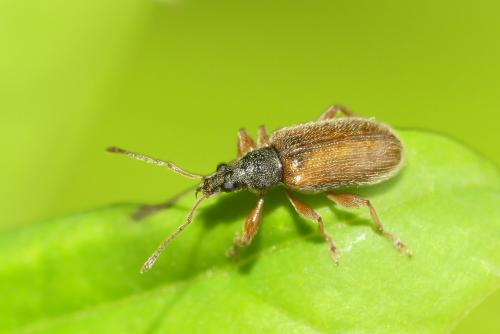 Réf. 279 681 : Phyllobius oblongus